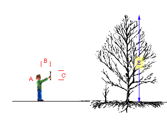 Animation pour mesurer la hauteur de l'arbre
