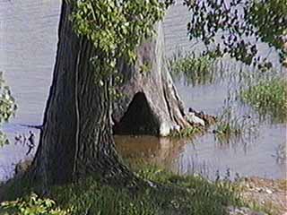 Scène végétale prise au parc de la Visitation en 1995 par Bruno Gadrat