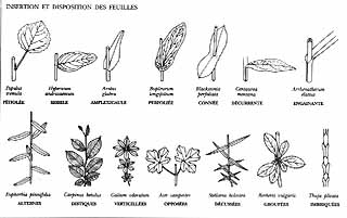 comment les feuilles s'attachent sur le rameau