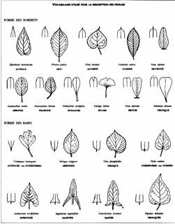 formes des extrémités de la feuille