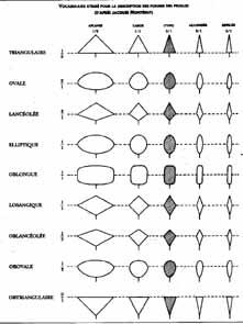 formes de la feuille