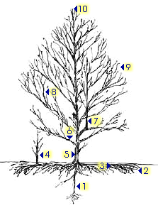 Les différentes parties d'un arbre