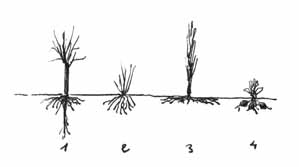 types_de_racines