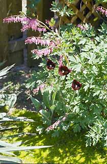 tulipes et dicentra