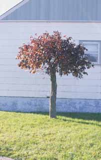 Prunus x cistena - arbre