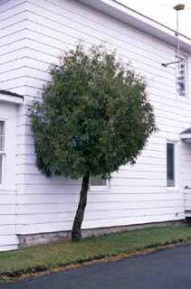 Thuja occidentalis - arbre feuillu