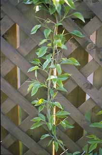 Arbre fruitier en espalier