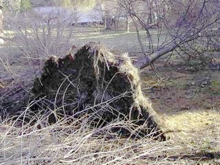 Racines d'un arbre