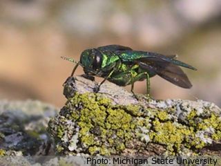 Agrilus planipennis agrile du frêne