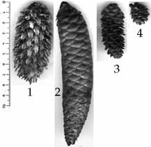 cones_4_Picea