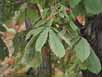 Aesculus hippocastanum feuilles