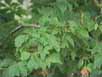 Acer negundo feuilles