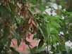 Acer negundo feuilles fruits