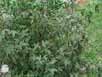 Acer ginnala touffe