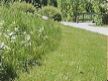 Herbe au bord du chemin dans la prairie