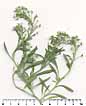 Alyssum maritimum herbier