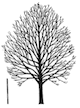 Acer saccharum structure