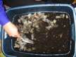 Vermicompost un peu de nouvelles