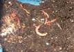 Vermicompost quelques vers