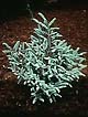 Abies koreana Silberlocke - Jardin jean-Pierre 1997