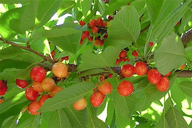 cerises